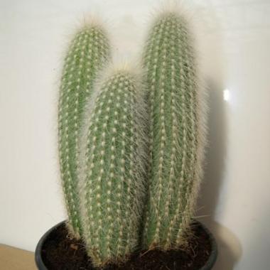 Cleistocactus strausii